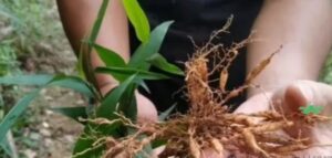 Trước sự chuyển mình của nhu cầu tiêu dùng, đạm trúc diệp có thể trở thành một phần không thể thiếu trong chế độ ăn uống lành mạnh của người Việt.